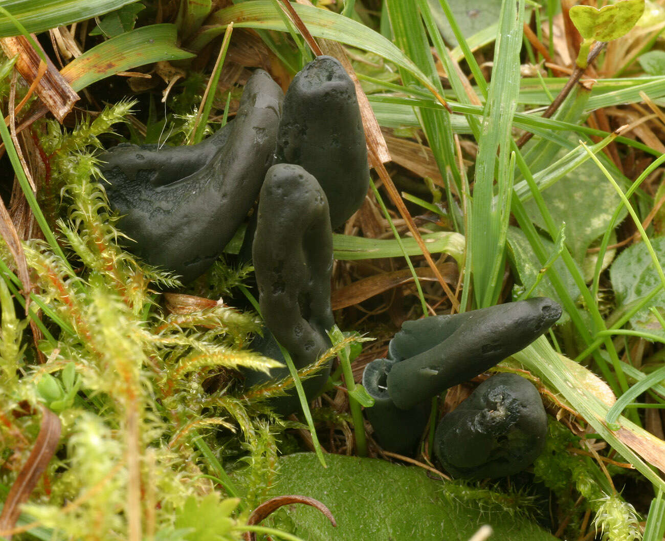 Image of Olive earthtongue