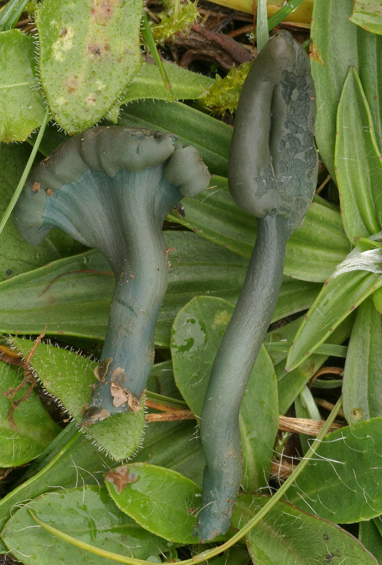 Image of Olive earthtongue