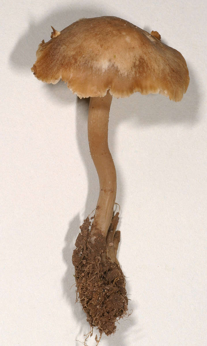 Image of Camarophyllopsis schulzeri (Bres.) Herink 1958
