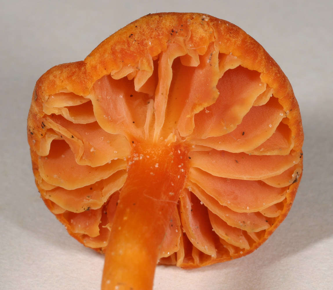 Sivun Hygrocybe calciphila Arnolds 1985 kuva