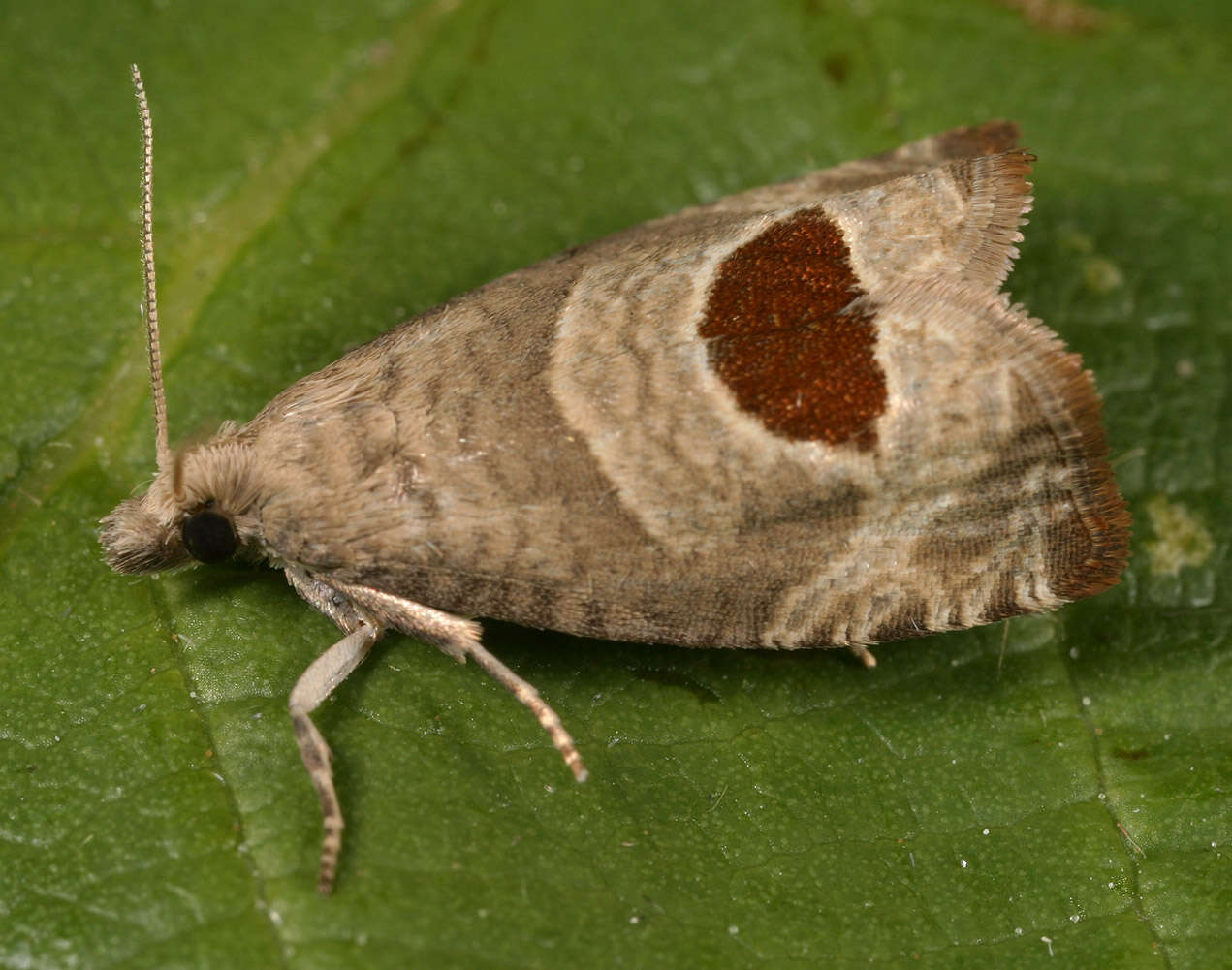 Image of Notocelia uddmanniana Linnaeus 1758