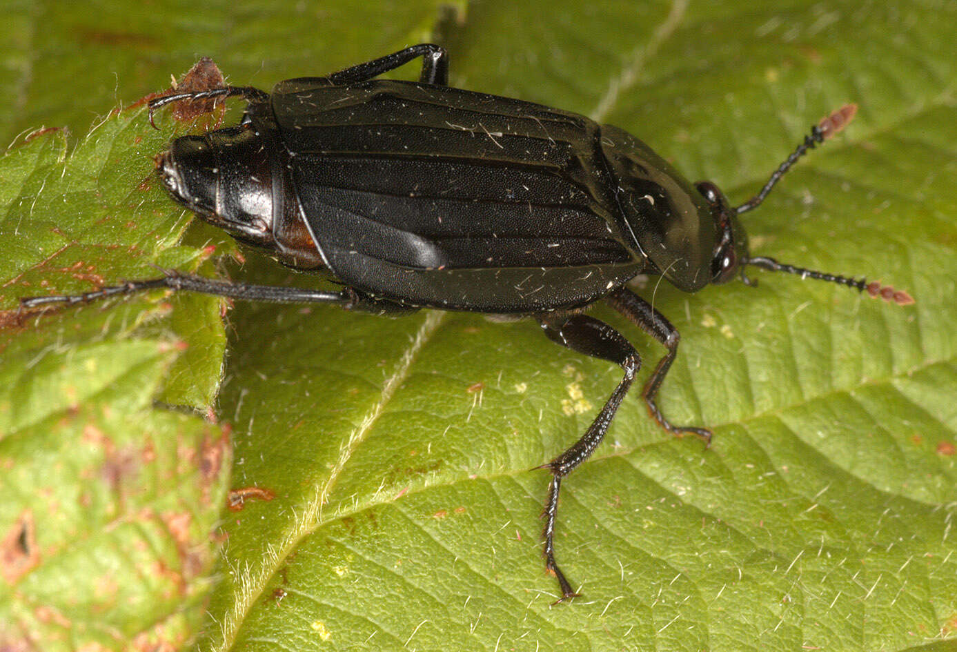 Image of Necrodes littoralis (Linnaeus 1758)