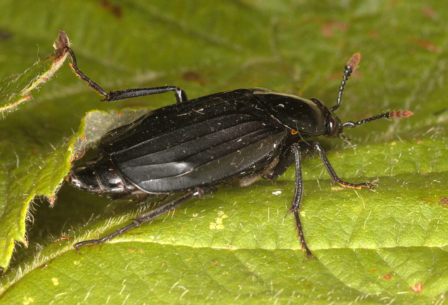 Image of Necrodes littoralis (Linnaeus 1758)