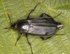 Image of Necrodes littoralis (Linnaeus 1758)