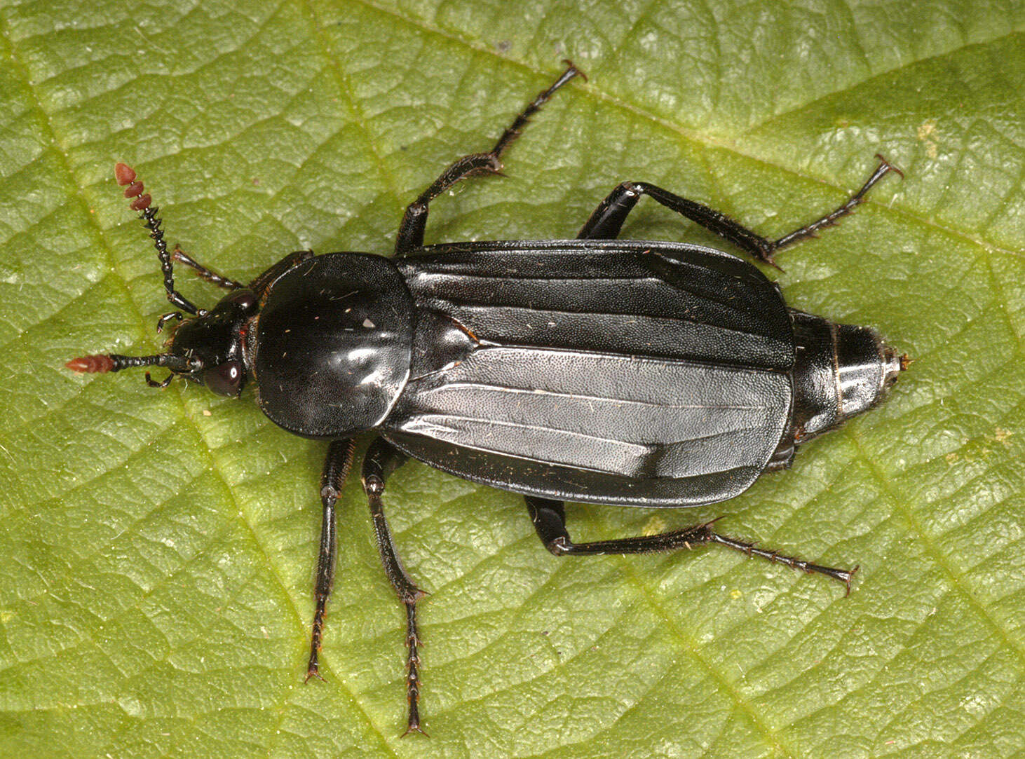 Image of Necrodes littoralis (Linnaeus 1758)