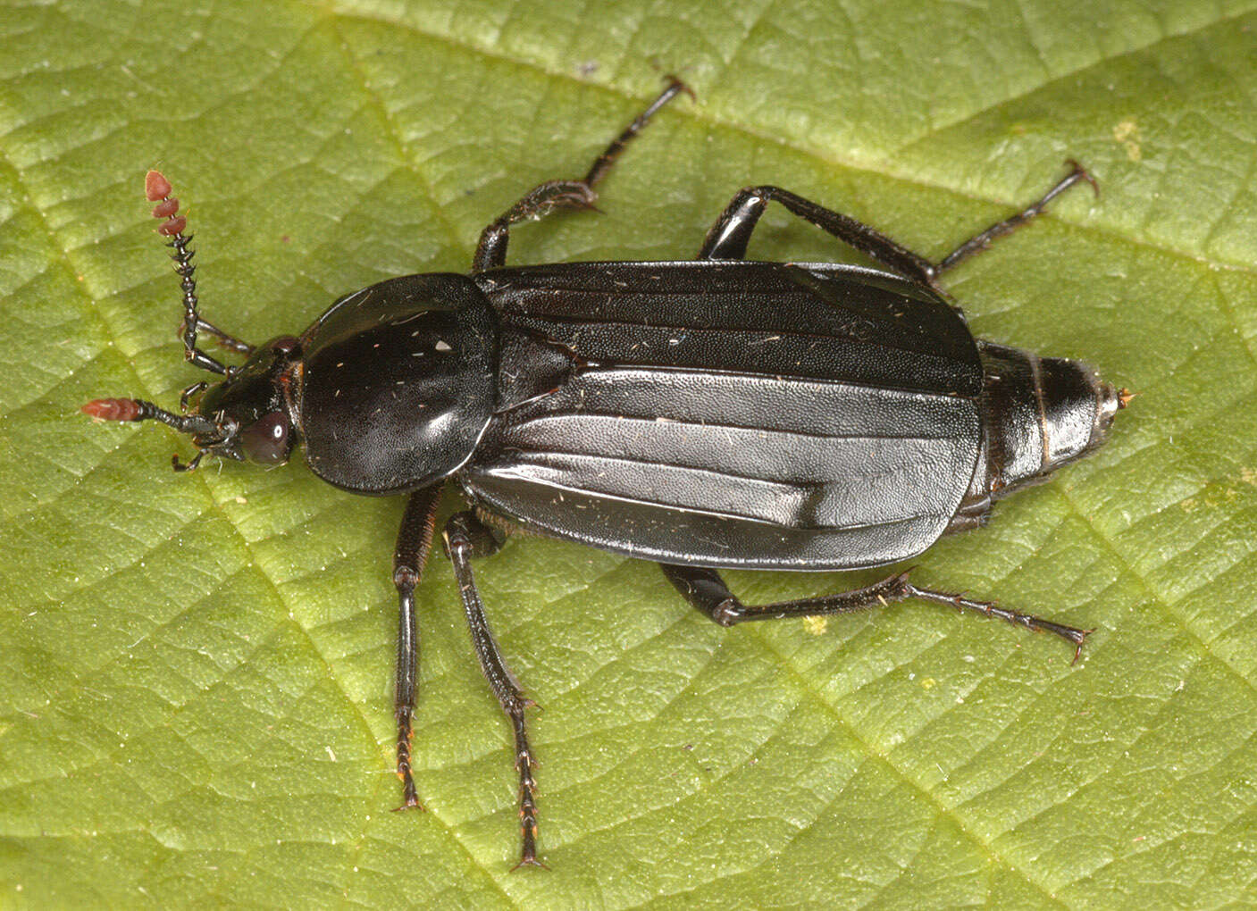 Image of Necrodes littoralis (Linnaeus 1758)