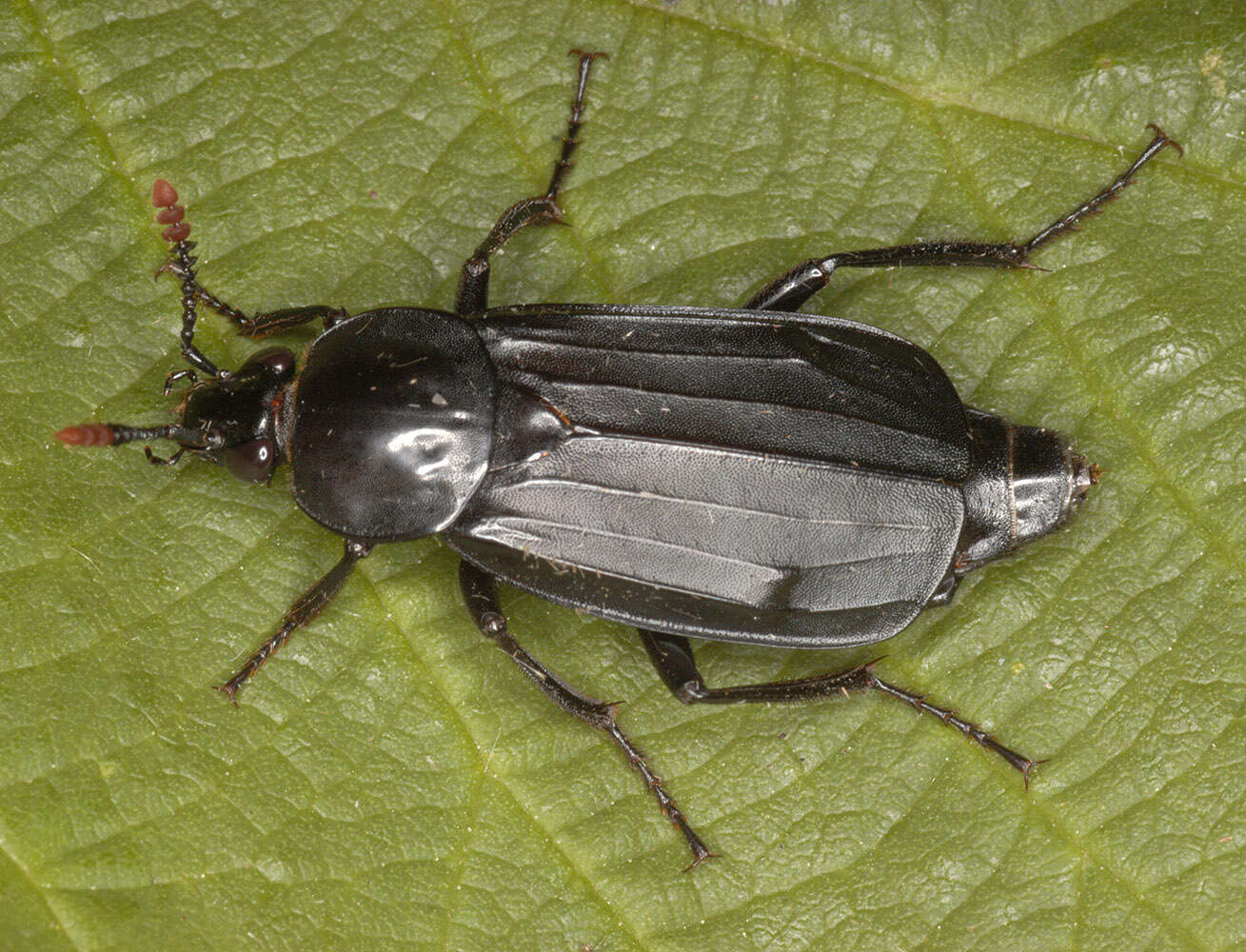 Image of Necrodes littoralis (Linnaeus 1758)