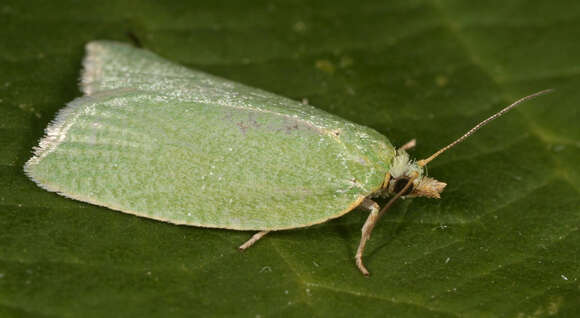 Image of green oak tortrix