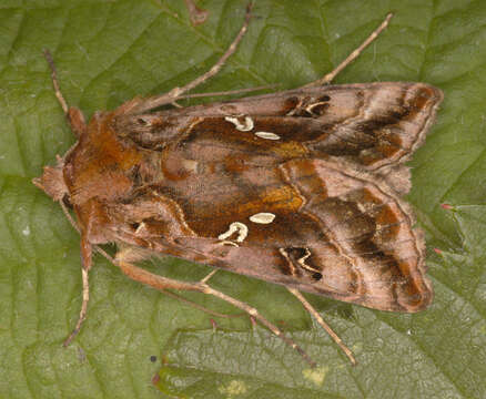 Imagem de Autographa pulchrina Haworth 1802