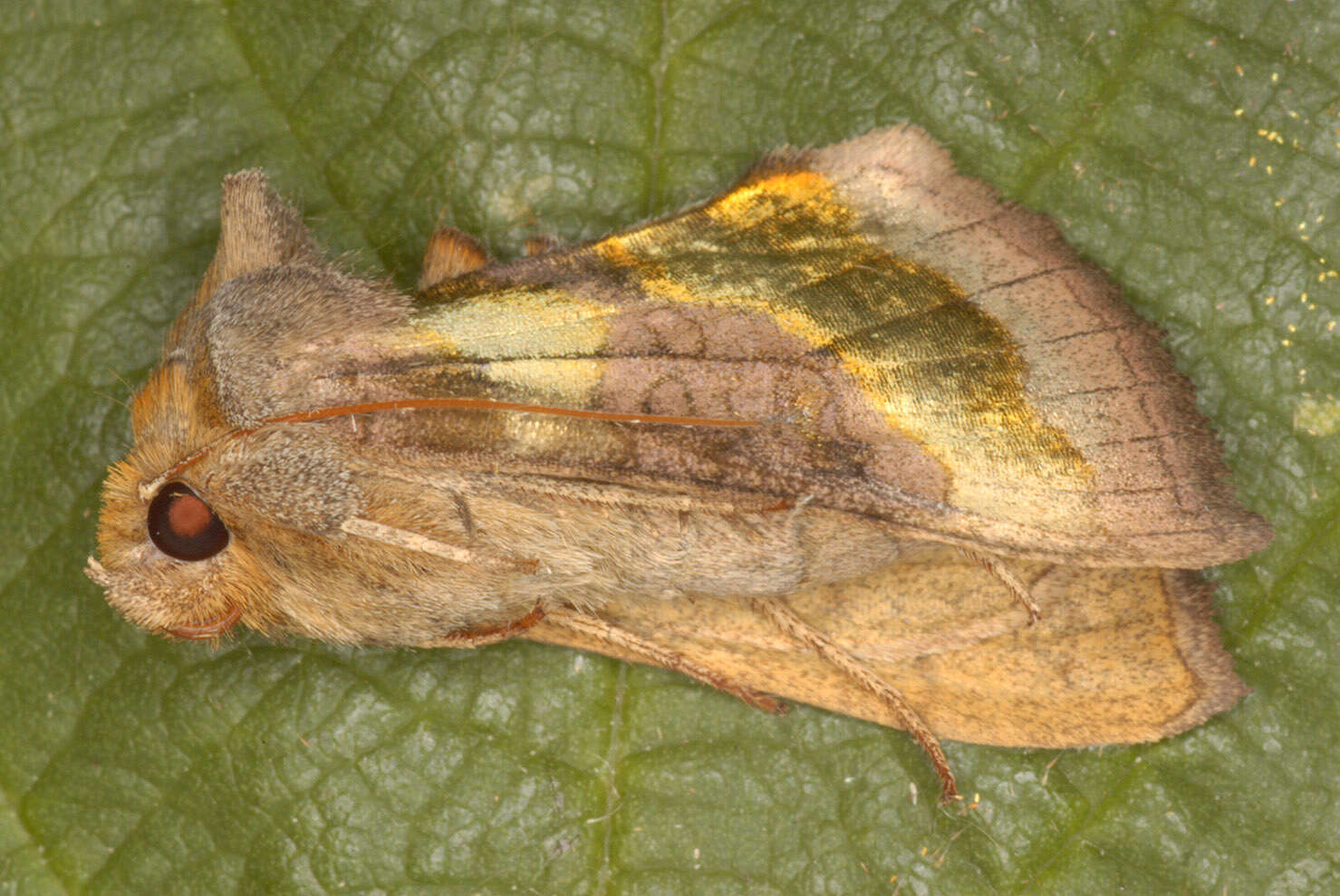 Image of burnished brass