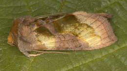 Image of burnished brass