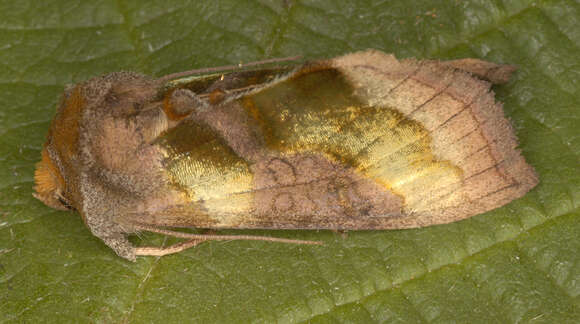 Image of burnished brass