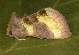 Image of burnished brass