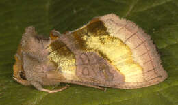 Image of burnished brass