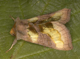 Image of burnished brass