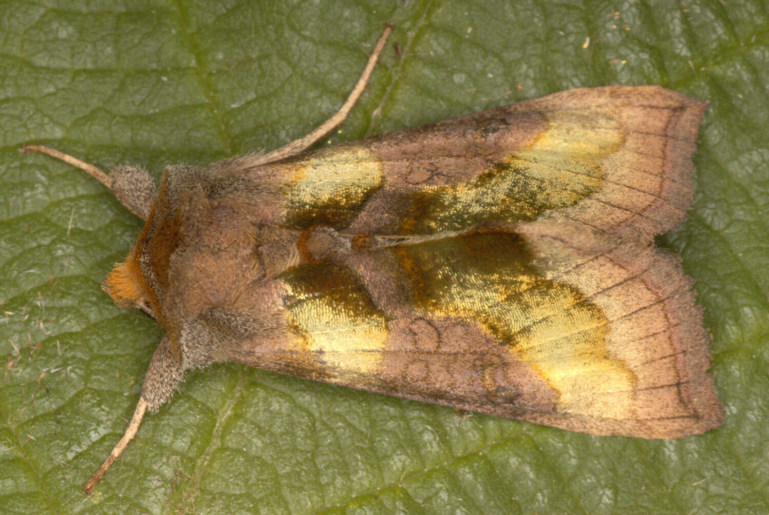 Image of burnished brass