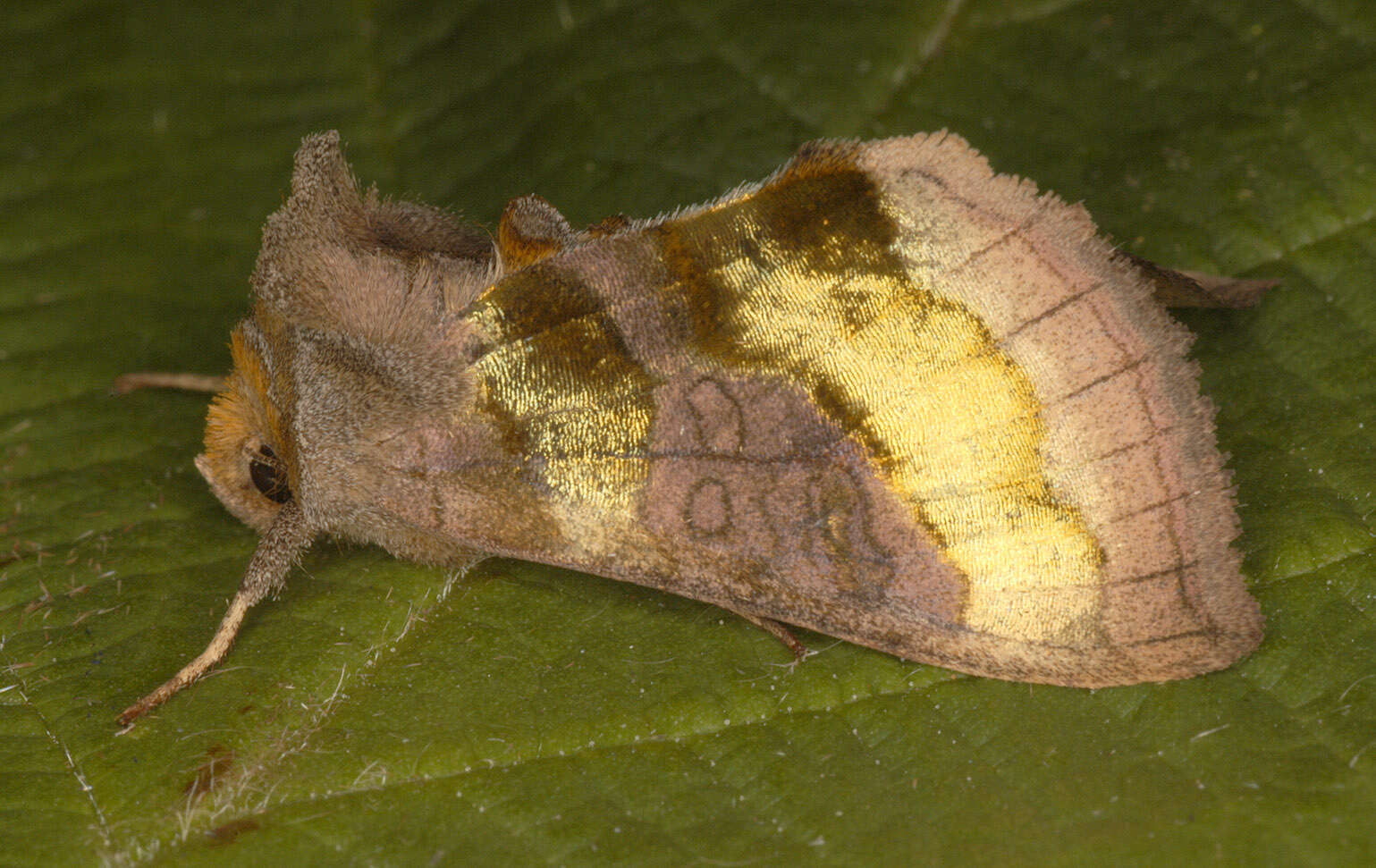 Image of burnished brass