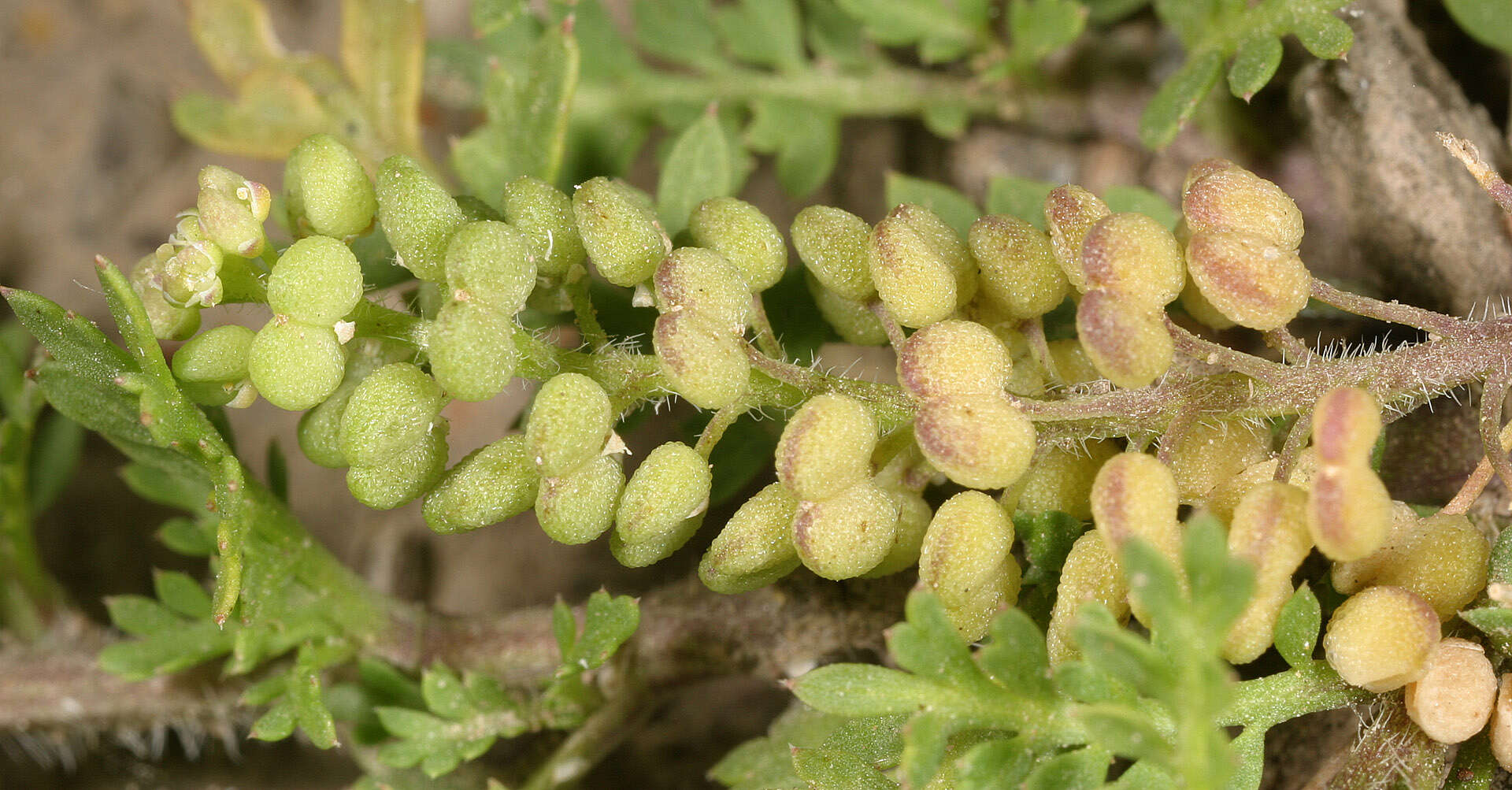 Image of Lesser swine-cress