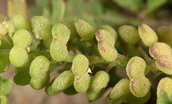 Image of Lesser swine-cress