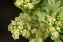 Image of Lesser swine-cress