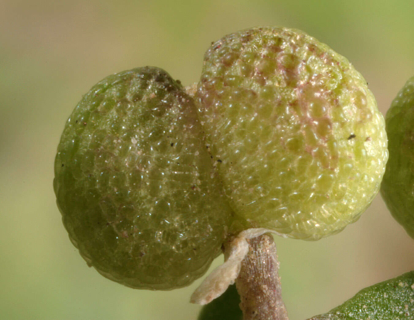 Image of Lesser swine-cress