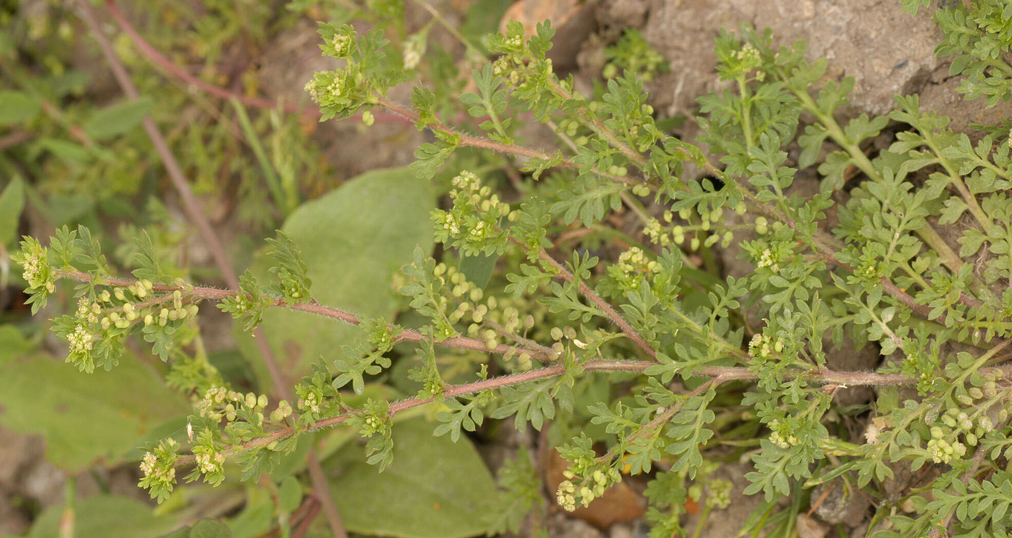 Image of Lesser swine-cress