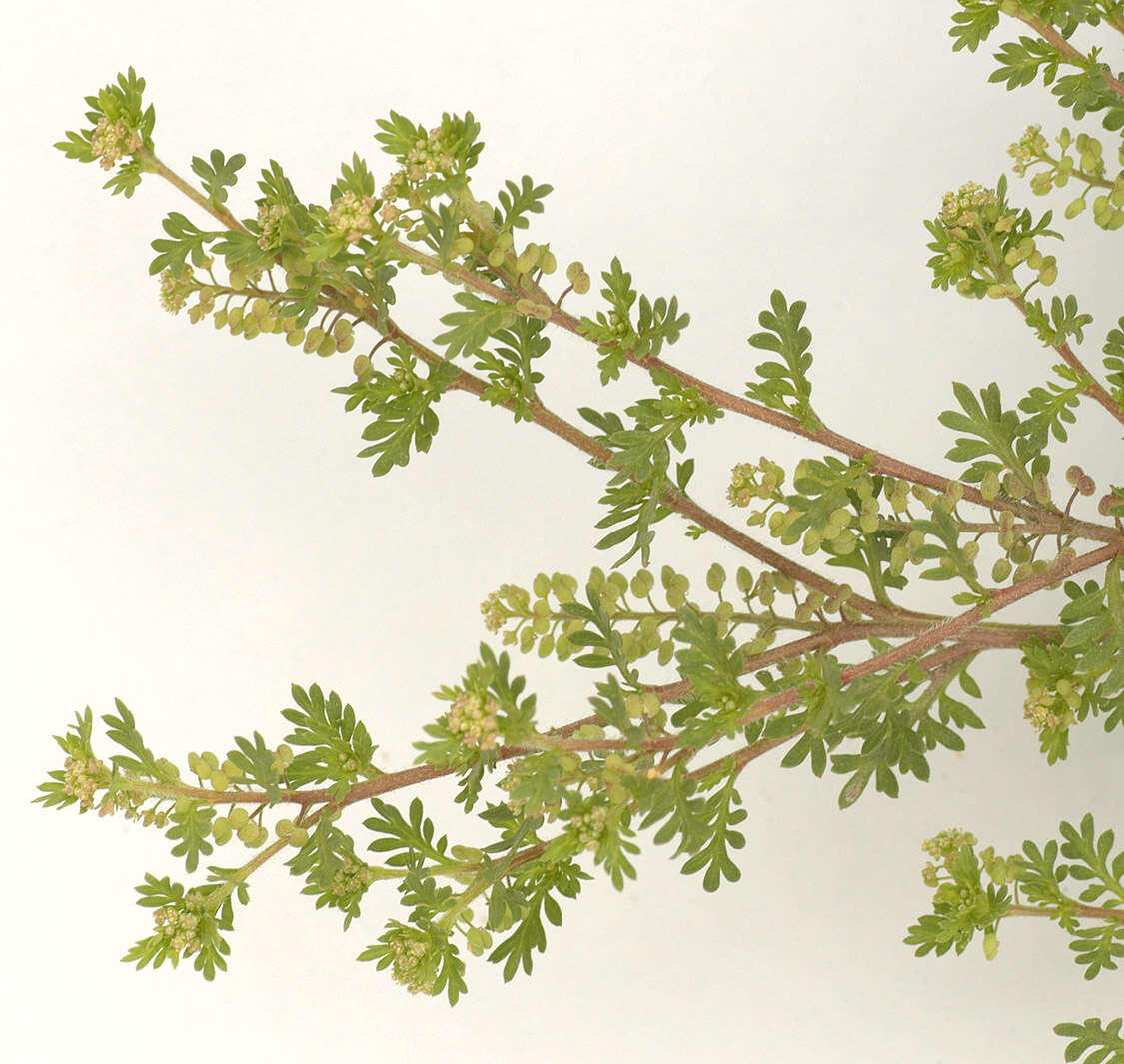 Image of Lesser swine-cress