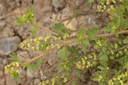 Image of Lesser swine-cress