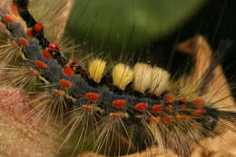 Image of Antique Tussock Moth