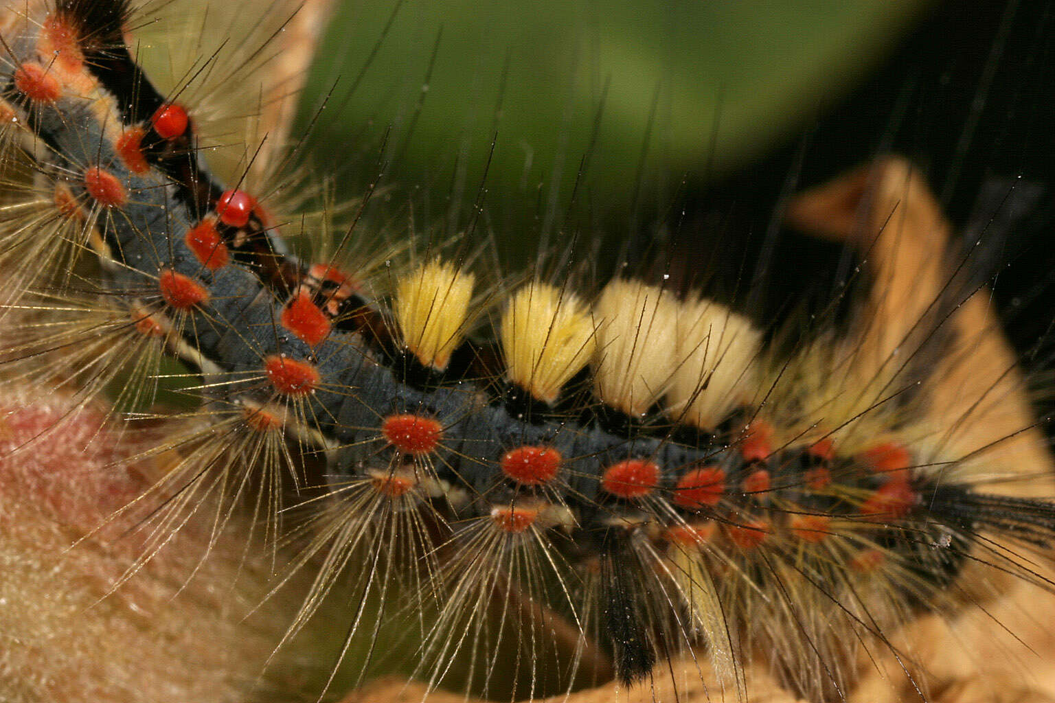 Image of Antique Tussock Moth