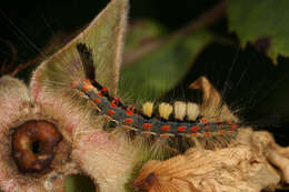 Image of Antique Tussock Moth