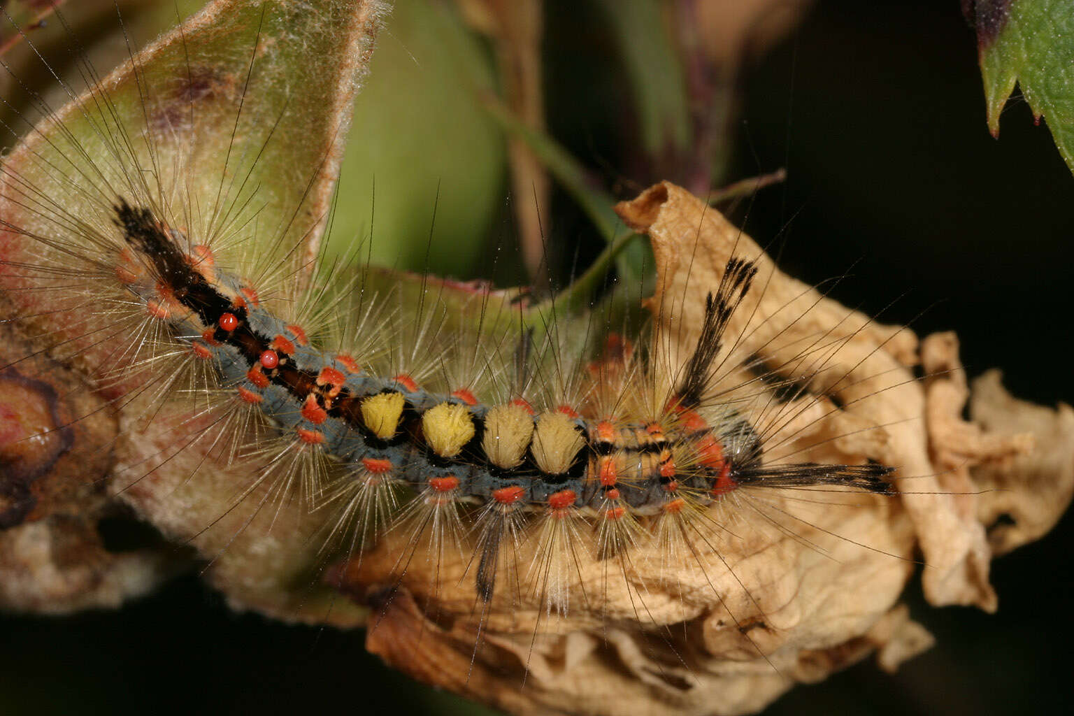 Image of Antique Tussock Moth