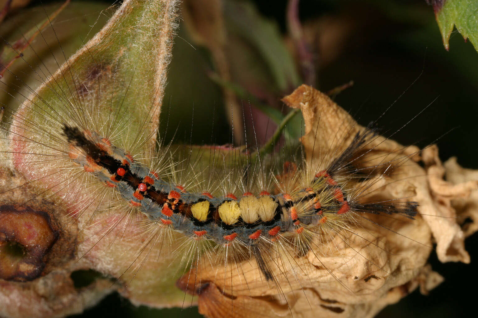 Image of Antique Tussock Moth