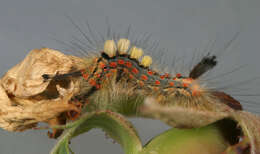 Image of Antique Tussock Moth