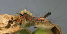 Image of Antique Tussock Moth