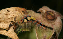 Image of Antique Tussock Moth