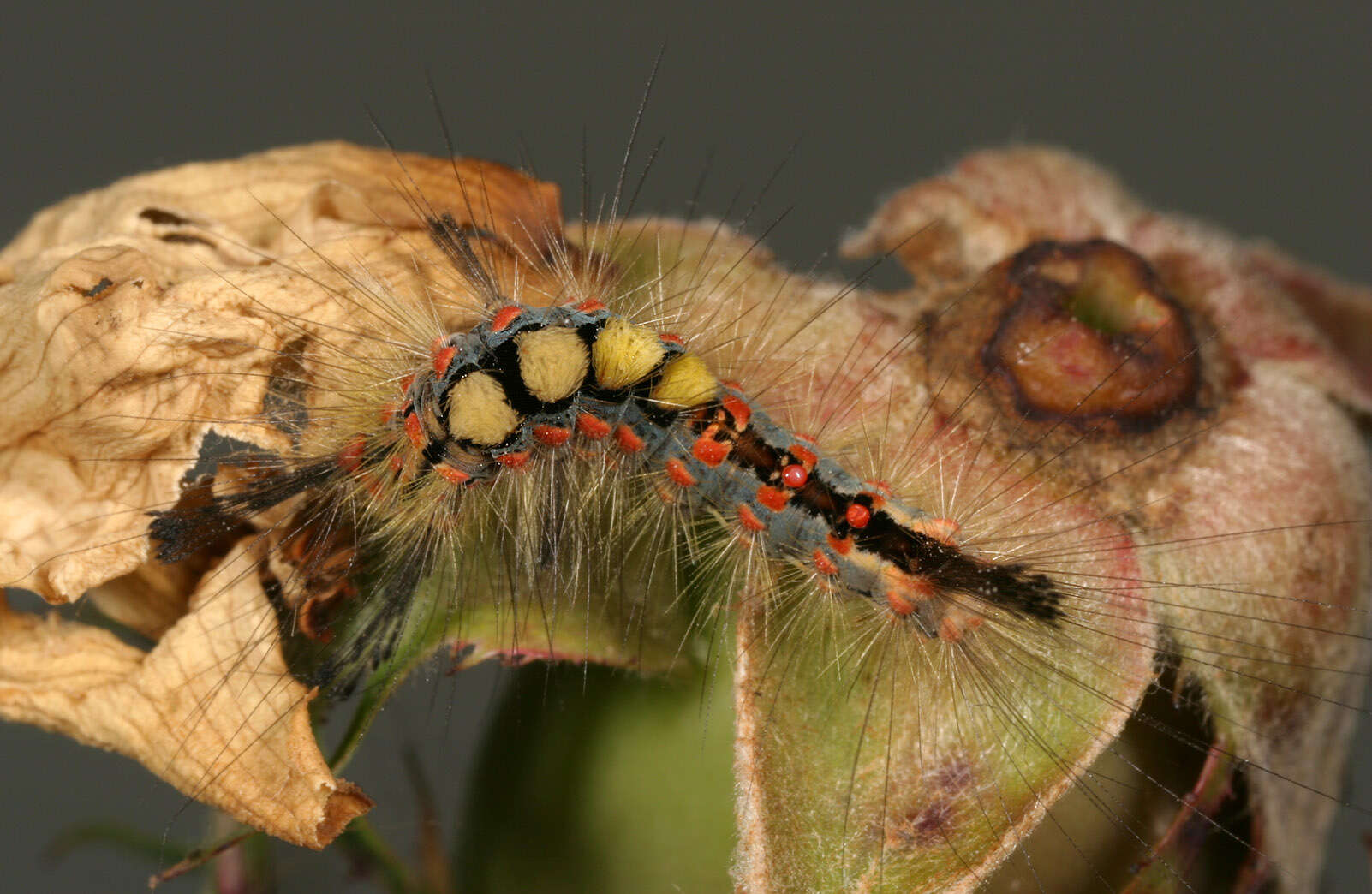 Image of Antique Tussock Moth