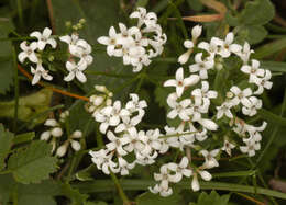 Plancia ëd Asperula cynanchica L.