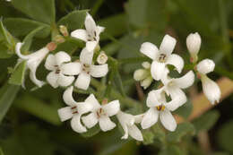 Plancia ëd Asperula cynanchica L.