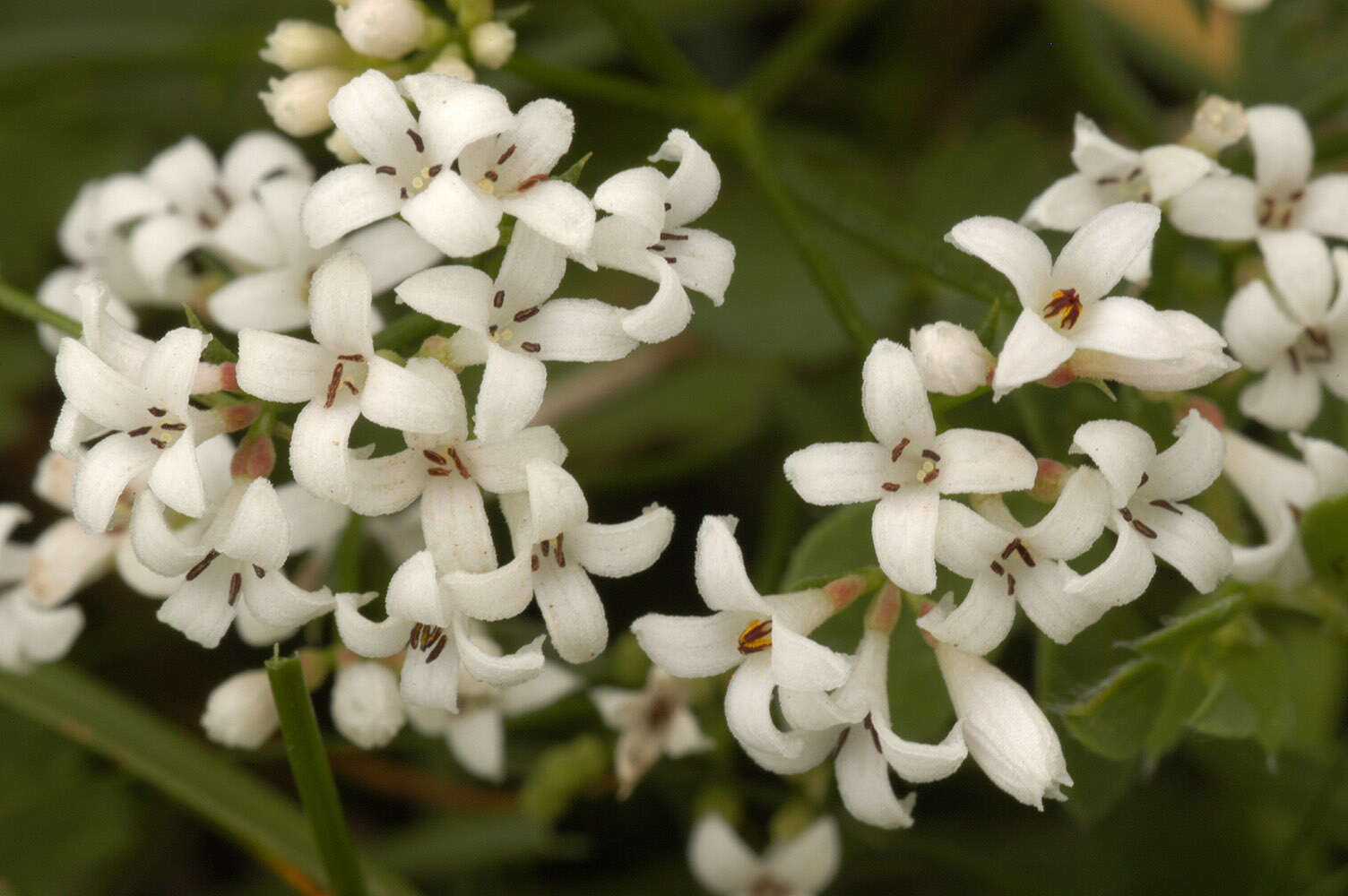 Plancia ëd Asperula cynanchica L.