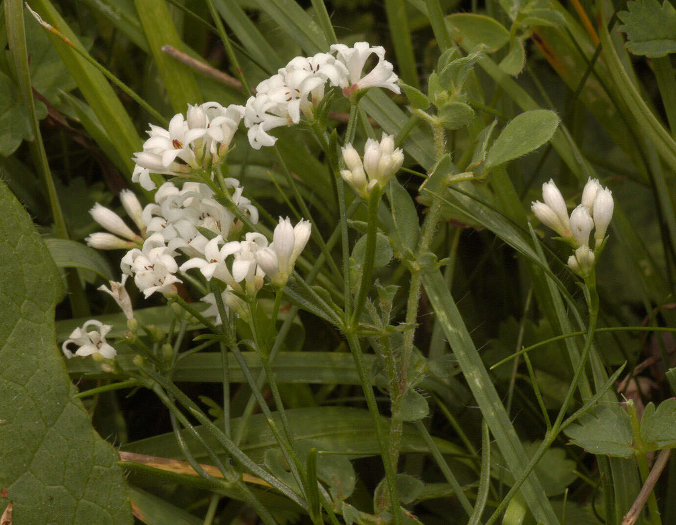 Plancia ëd Asperula cynanchica L.