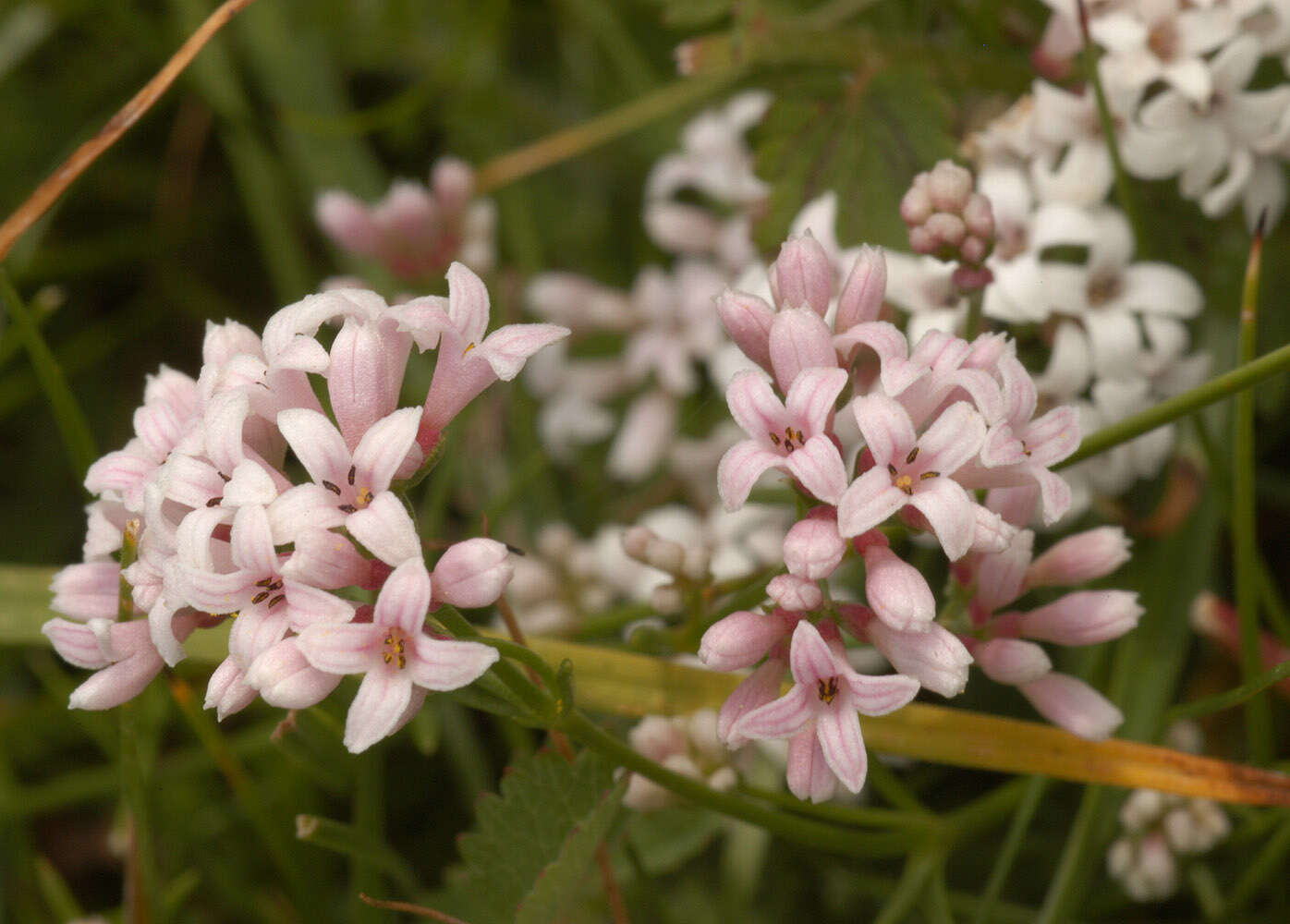 Plancia ëd Asperula cynanchica L.