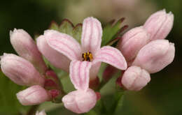 Plancia ëd Asperula cynanchica L.