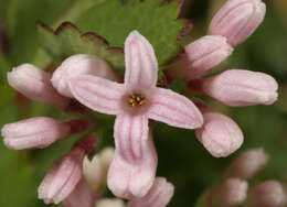 Plancia ëd Asperula cynanchica L.