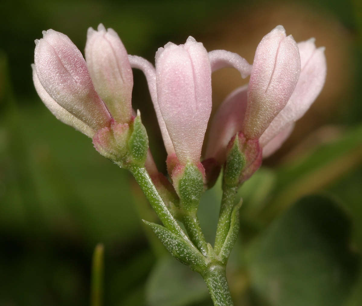 Plancia ëd Asperula cynanchica L.