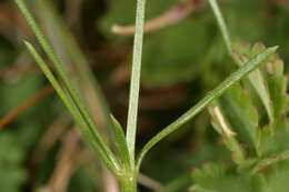 Plancia ëd Asperula cynanchica L.