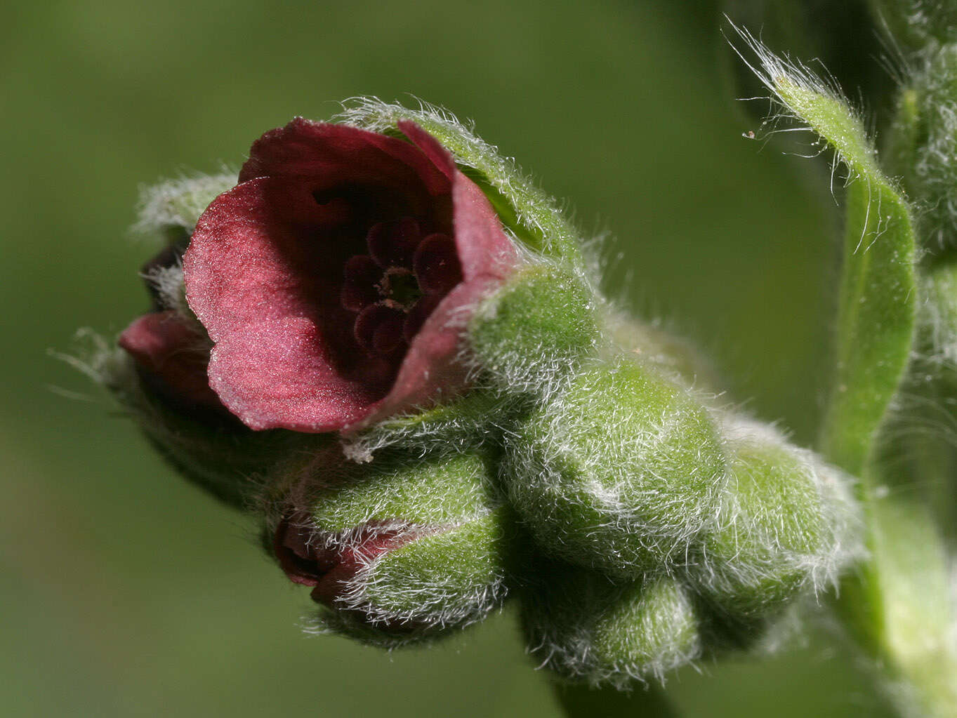 Image of gypsyflower