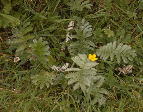 Image of silverweed cinquefoil