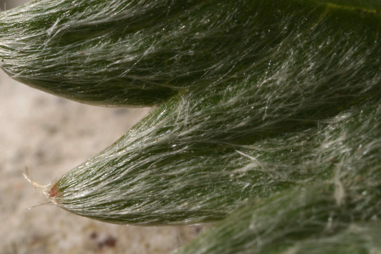 Image of silverweed cinquefoil