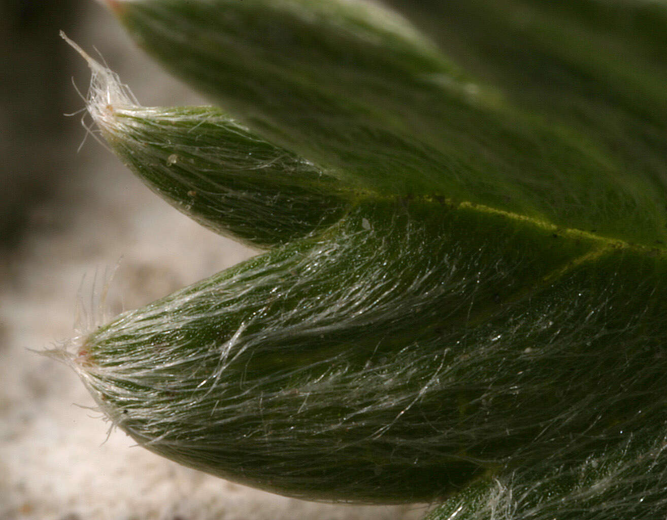 Image of silverweed cinquefoil